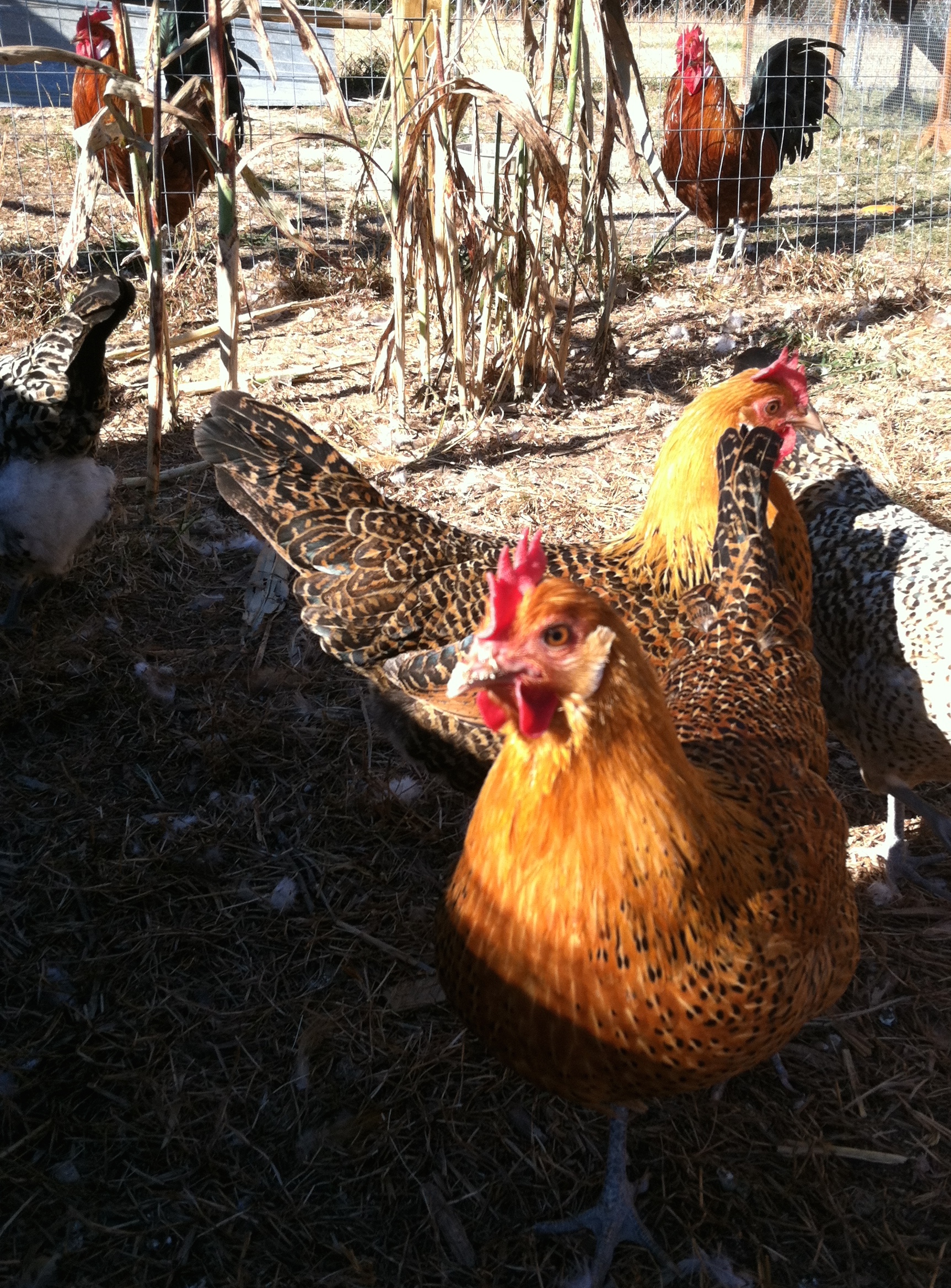 Gold frisian gull pullets with the gold cockerels in the background.