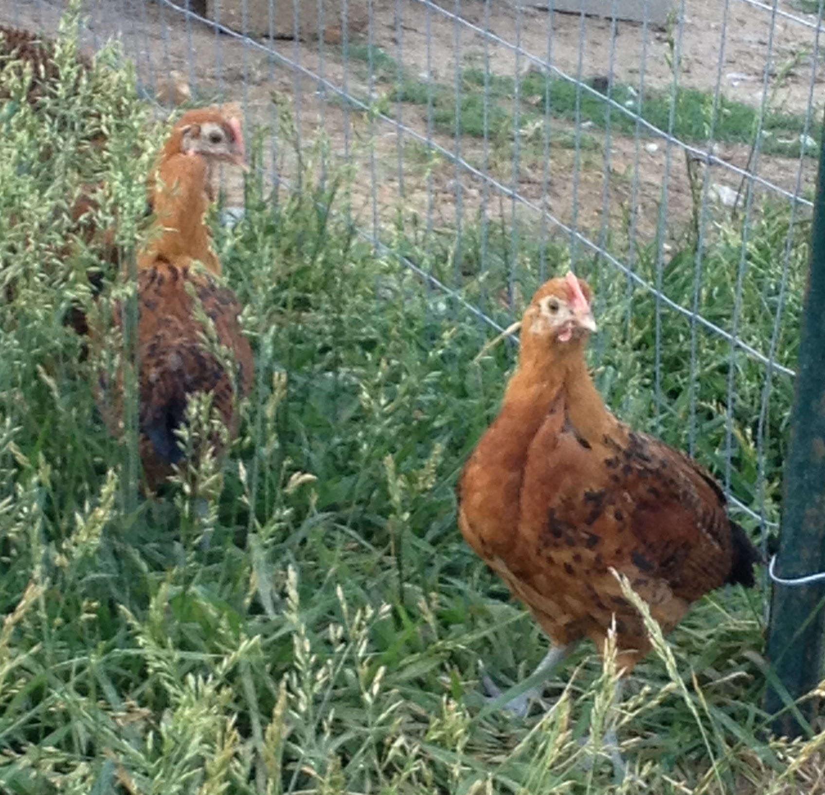 Gold Frisian pullets