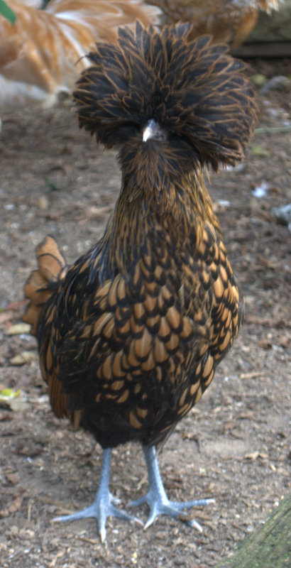 Gold Lace Polish pullet