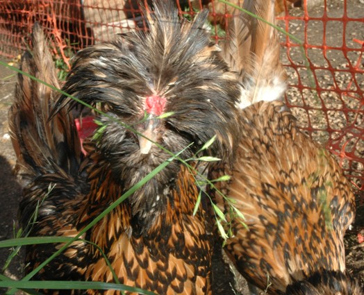 Gold Lace/Tolbunt splits Bearded Crested Polish