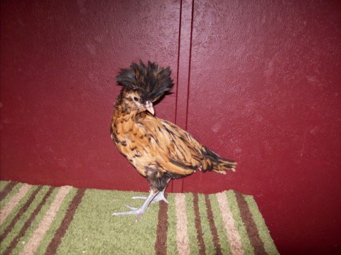Gold laced bantam Polish,  6 wks old? IDK if it's a pullet or cockerel. Any guesses? Normally carries tail upright like in the pic 3 pics from now.