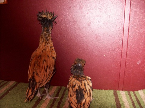 Gold laced bantam Polish,  6 wks old? IDK if  they're pullets or cockerels. Any guesses? The one on the left is the same as the 2 previous pics and the same as the one w/the tail raised in the next pic.