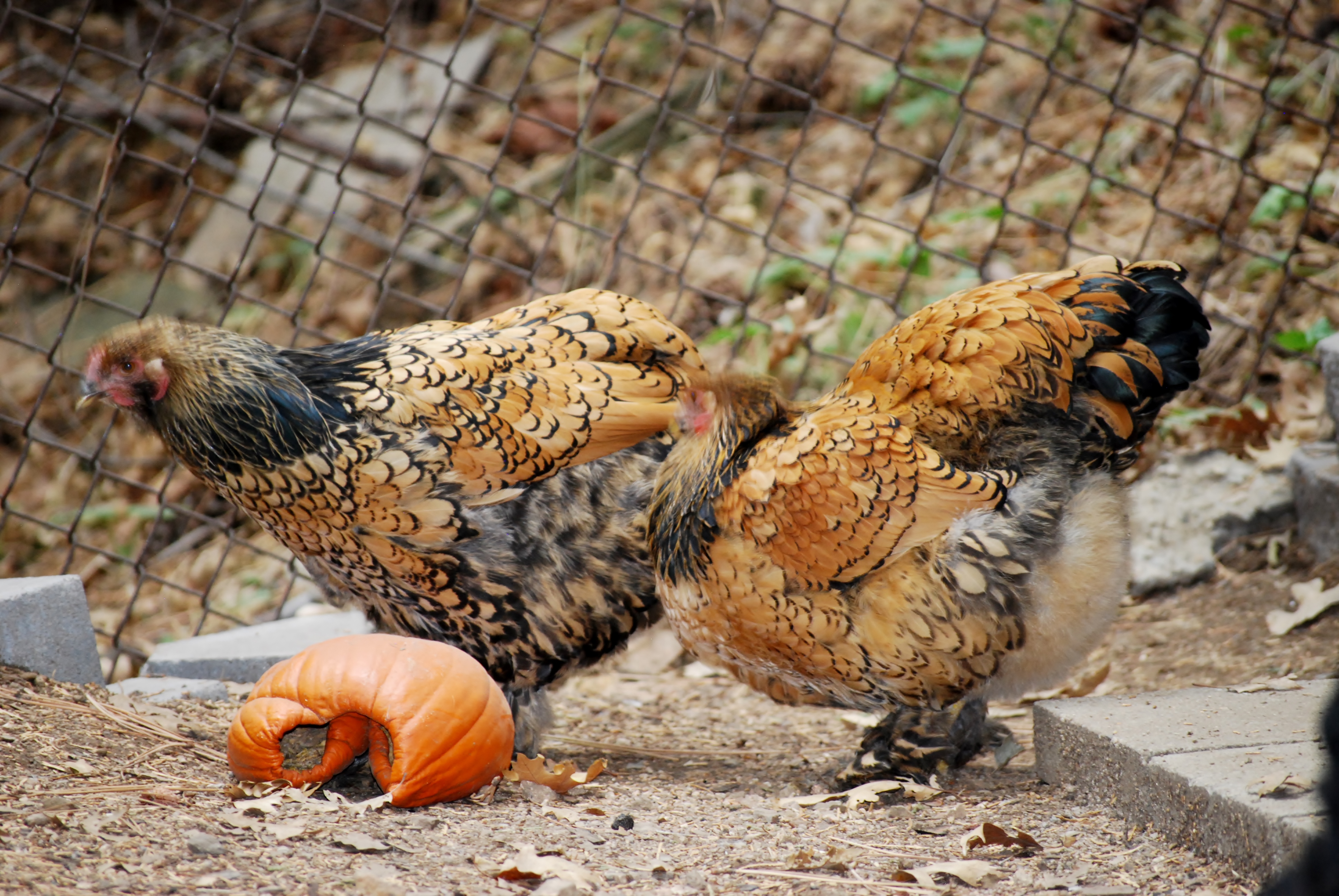 Gold Laced Brahmas  Shyla and SweetPea