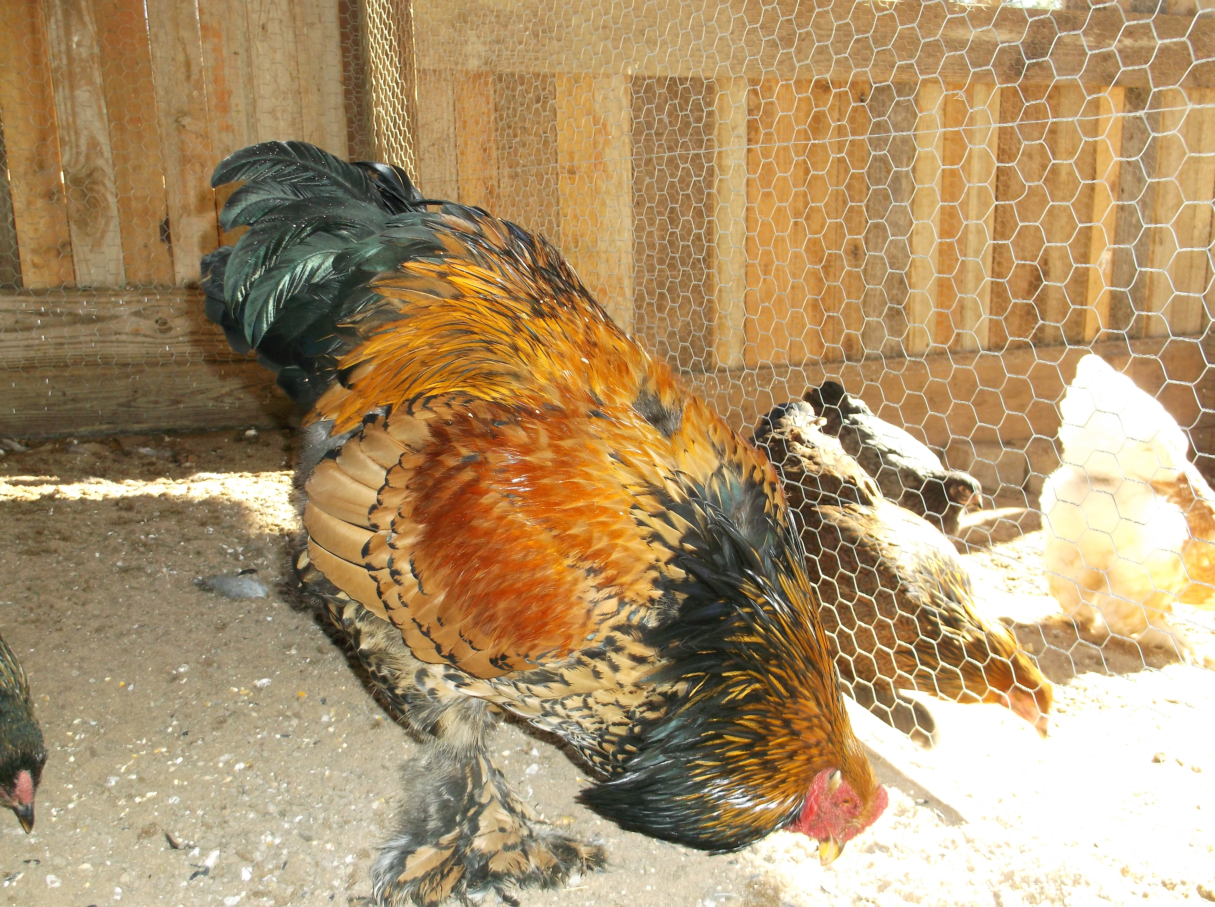 Gold Laced cockerel @ 9 months