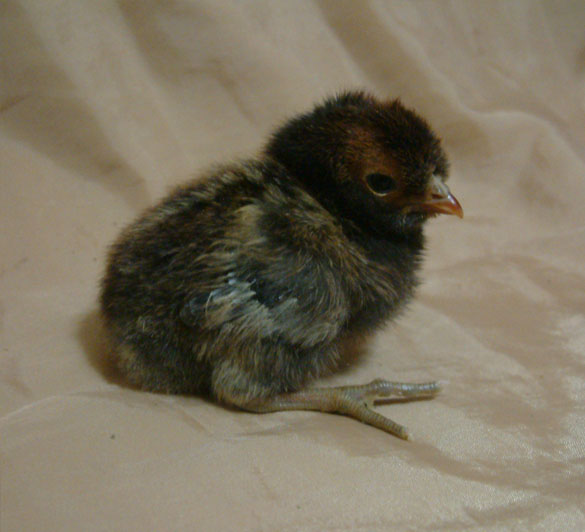 gold laced Easter Egger chick