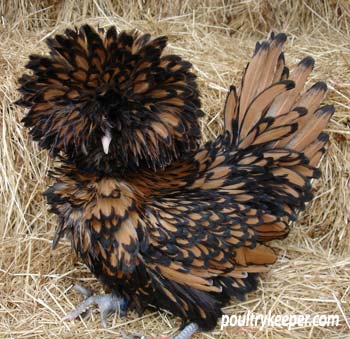 Gold-Laced-Frizzle-Poland Another of the great exhibition breeds and certainly one of the most rewarding, a good Poland
