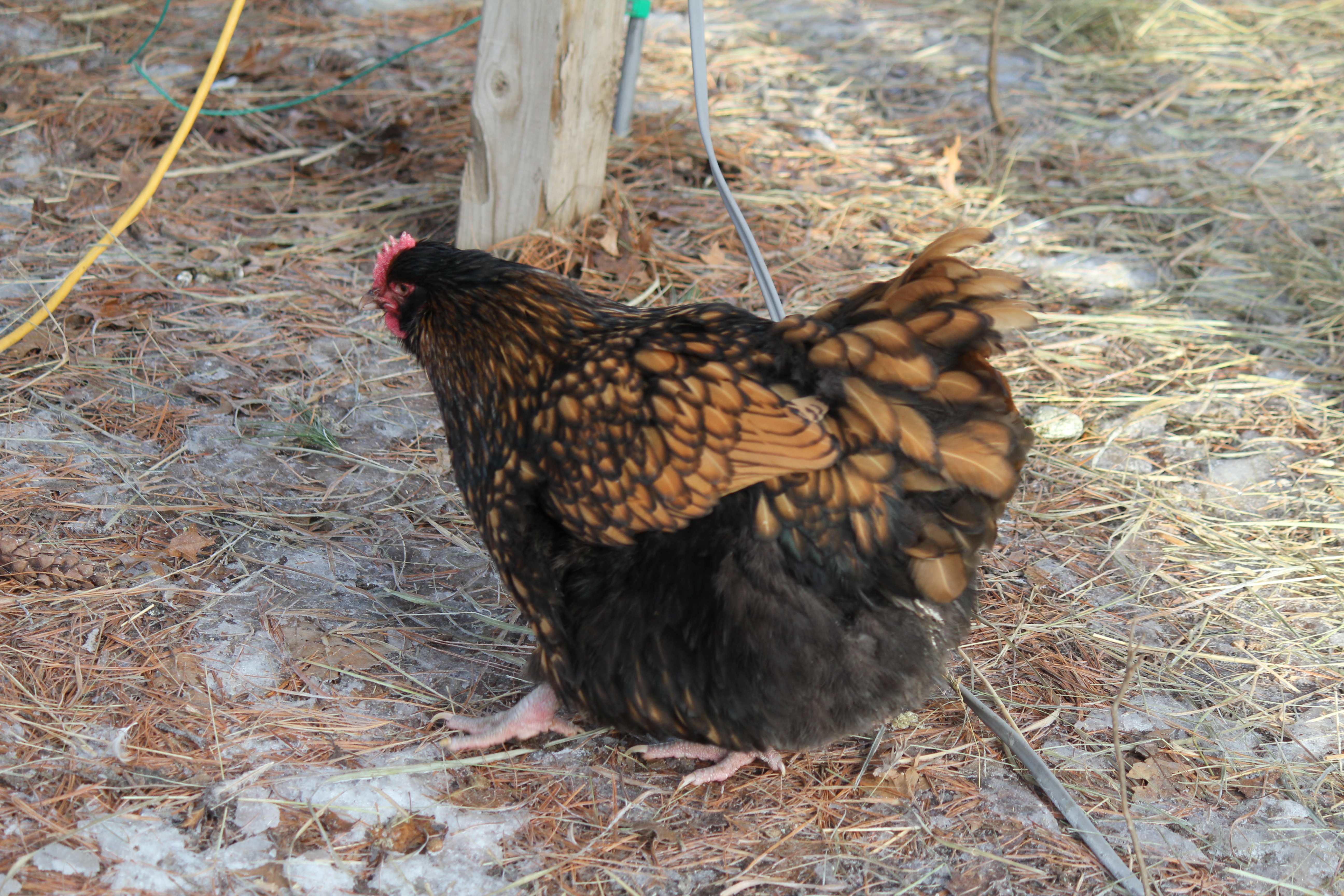 gold laced hen