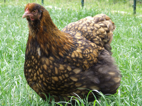 Gold laced Orpington hen