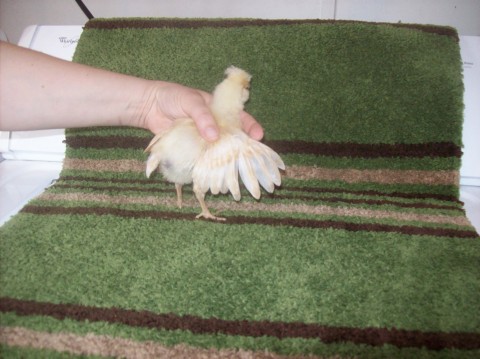 Gold laced Polish, 2 wks old.