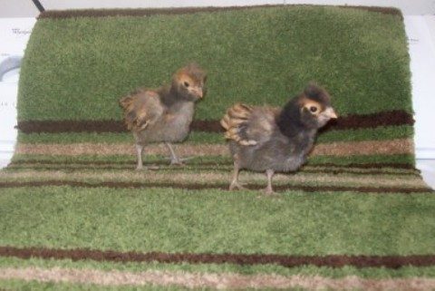 Gold laced Polish, 2 wks old.
