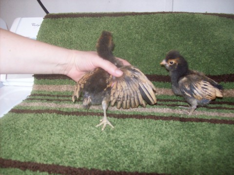 Gold laced Polish, 2 wks old.