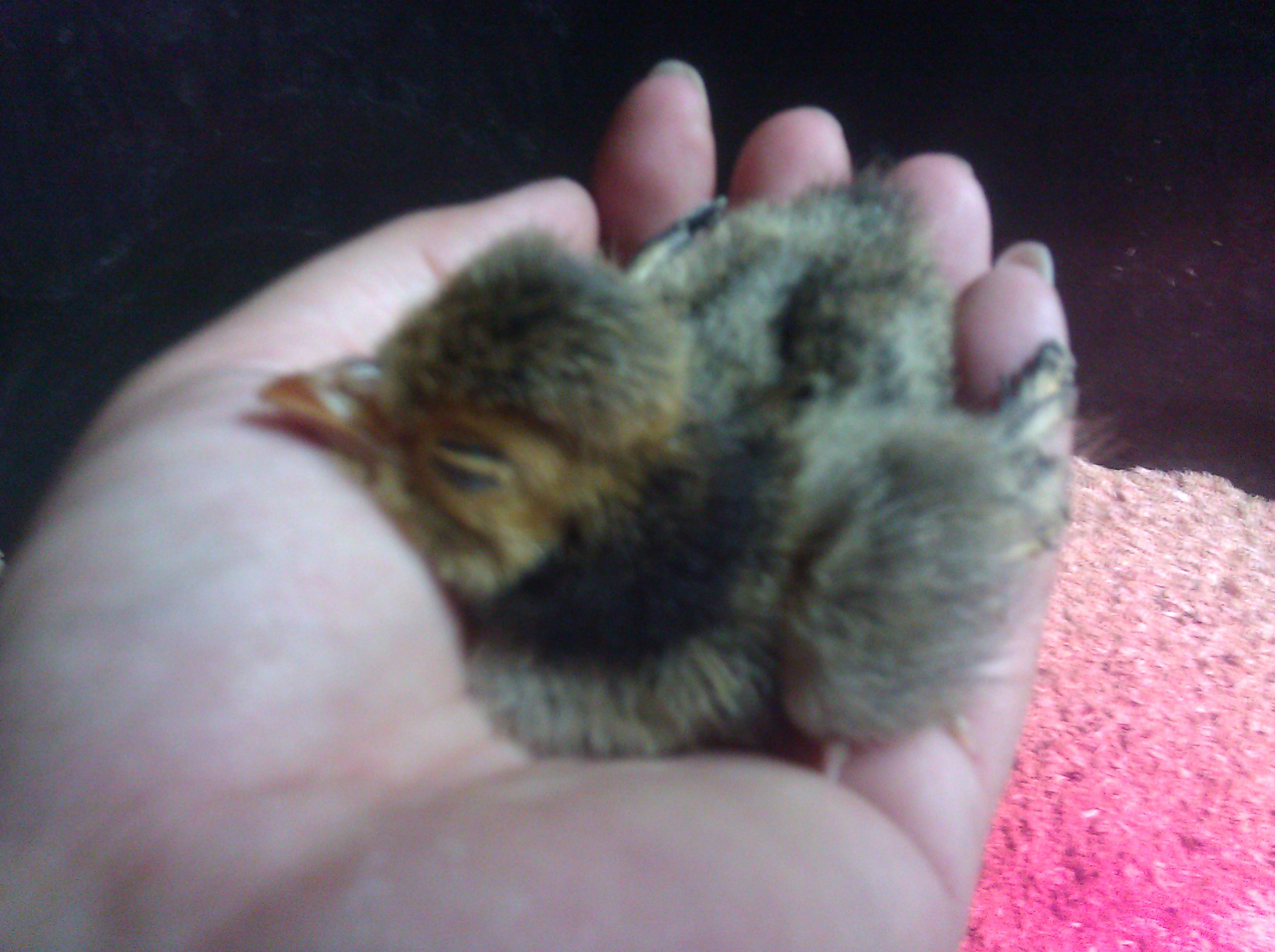 Gold Laced Polish
