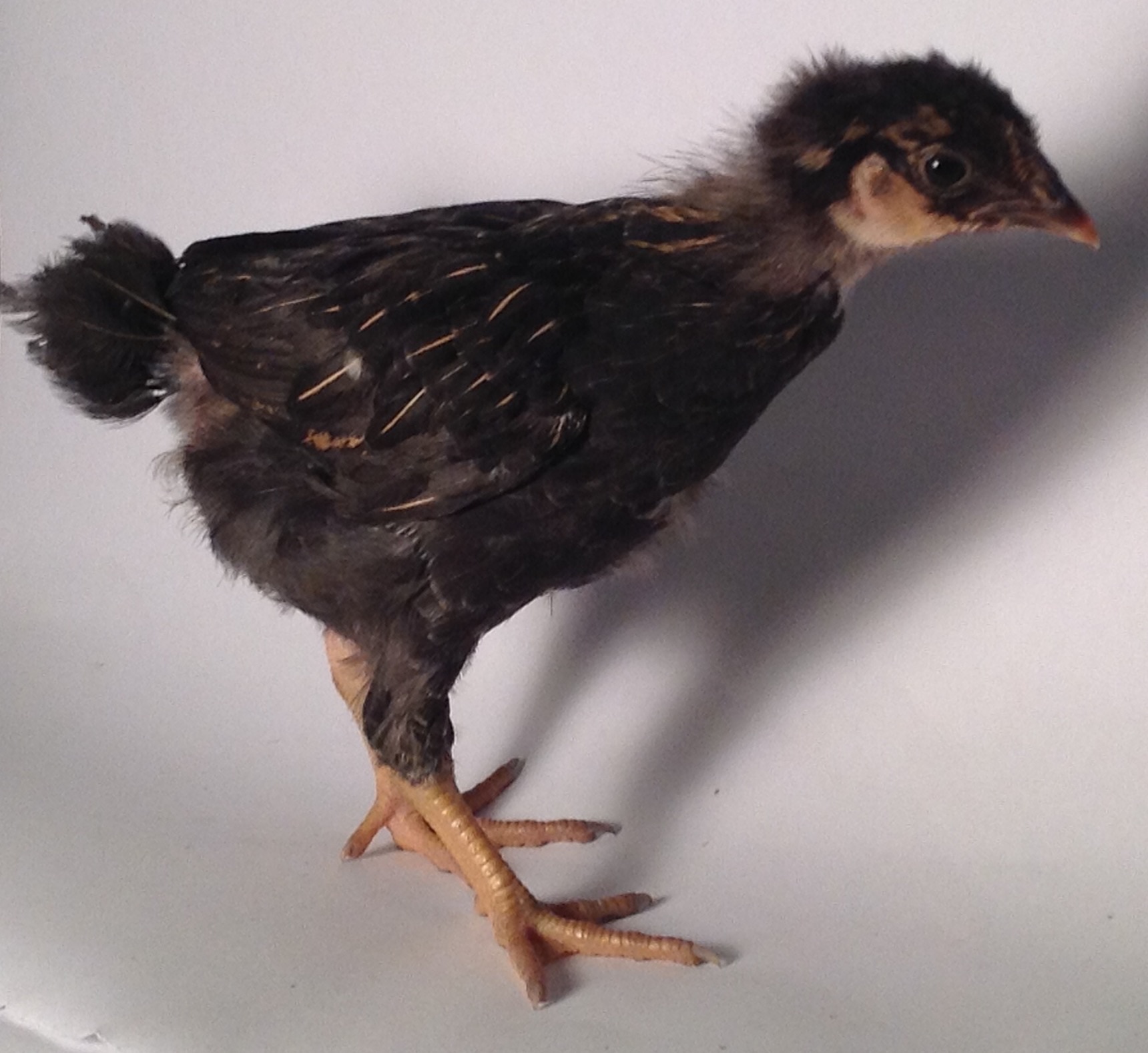 Gold laced Pullet at four weeks