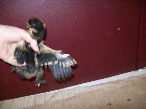 Gold laced standard Cochin.