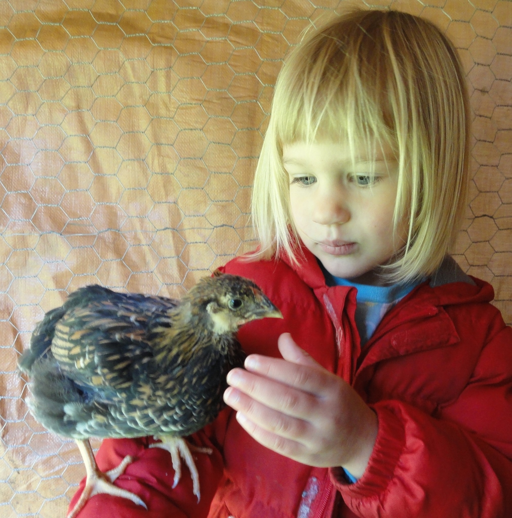 Gold-Laced Wyandotte "Goldilocks" at 5 weeks...pretty sure it's a cockerel...pink in comb, pointy hackles, slightly larger spur buds, curvier tail feathers
