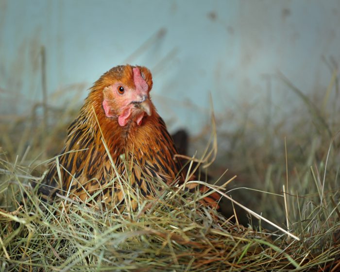 Gold laced Wyandotte hen