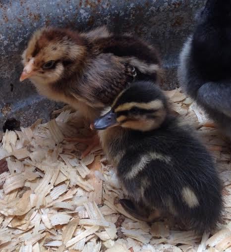gold laced wyandotte x easter egger with mallard duckling
