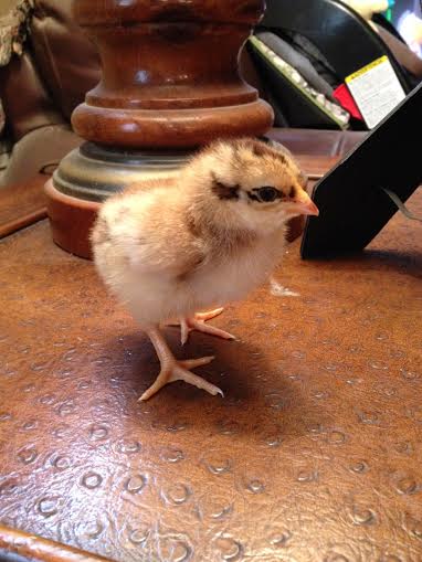 Gold Laced Wyandotte x Lemon Cuckoo Orpington