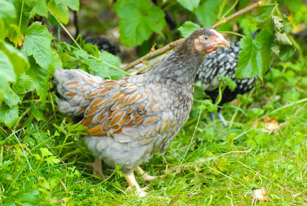 Gold Laced Wyandotte