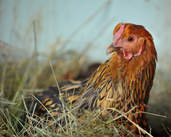 Gold laced Wyandotte