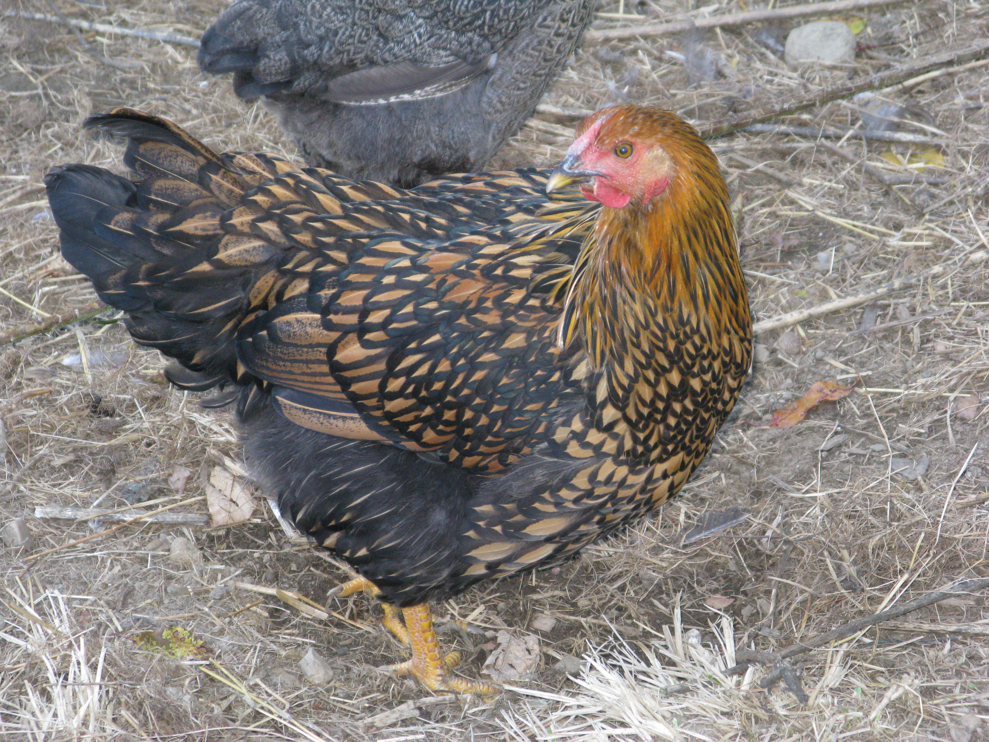 Gold Laced Wyandotte