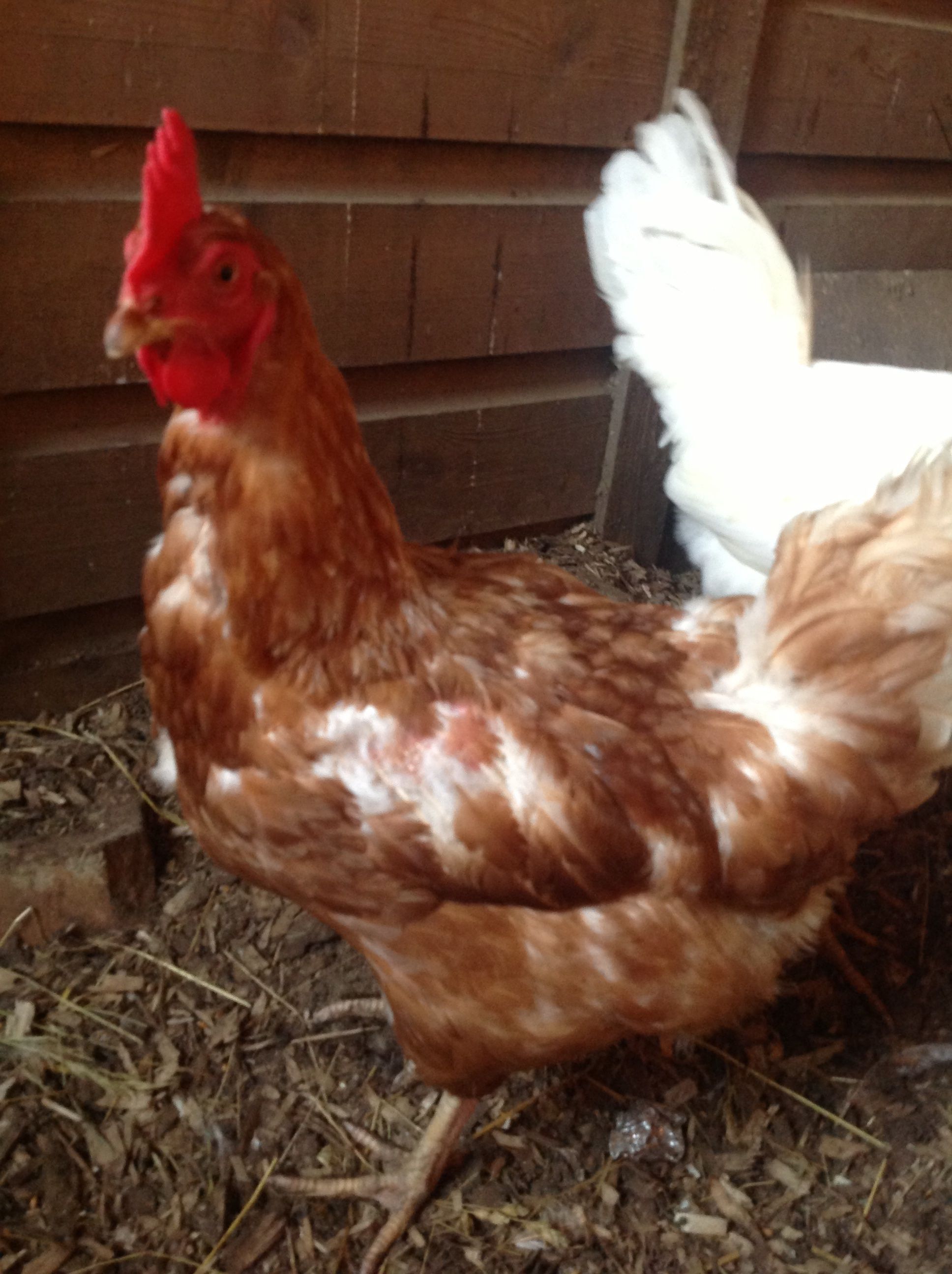 Gold, My Old Gold star