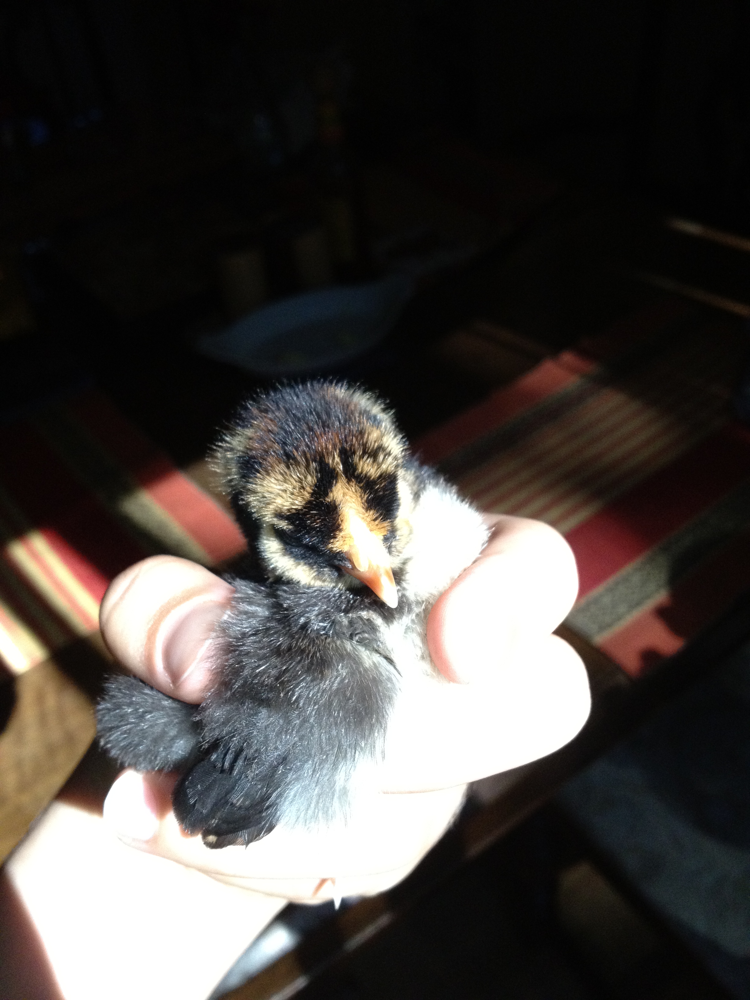 Gold Nugget, our new Gold-Laced Wyandotte, who was 2 or 3 days old when we got her!  Now she is 5 or 6 days old!