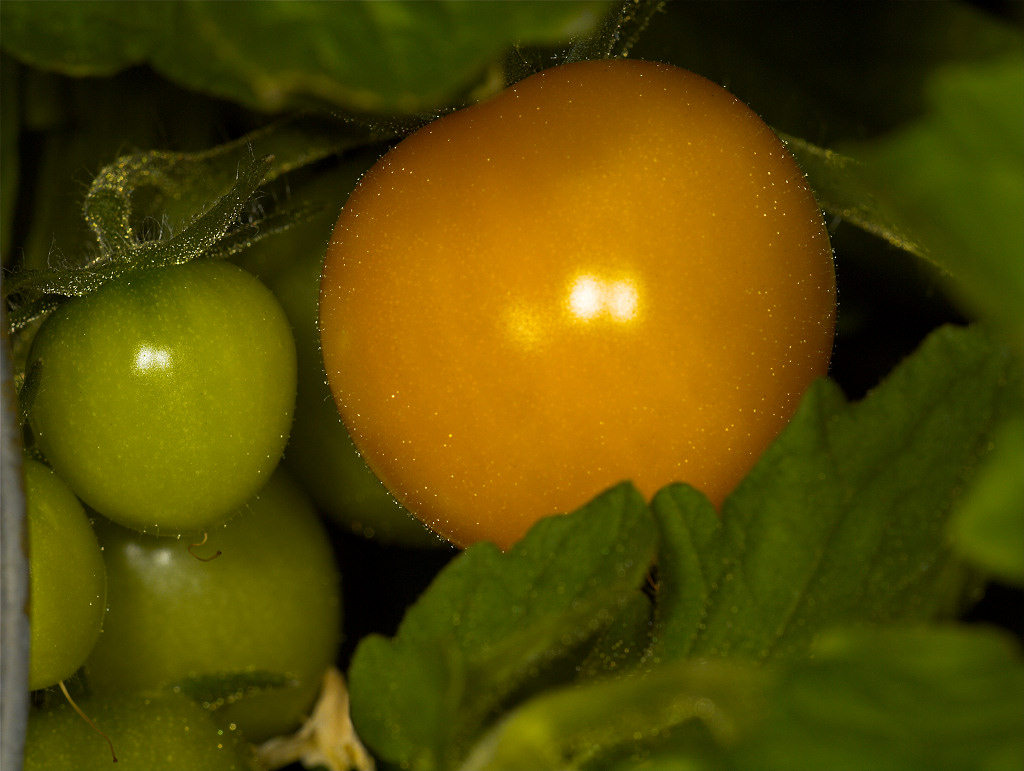 Gold Nugget tomato