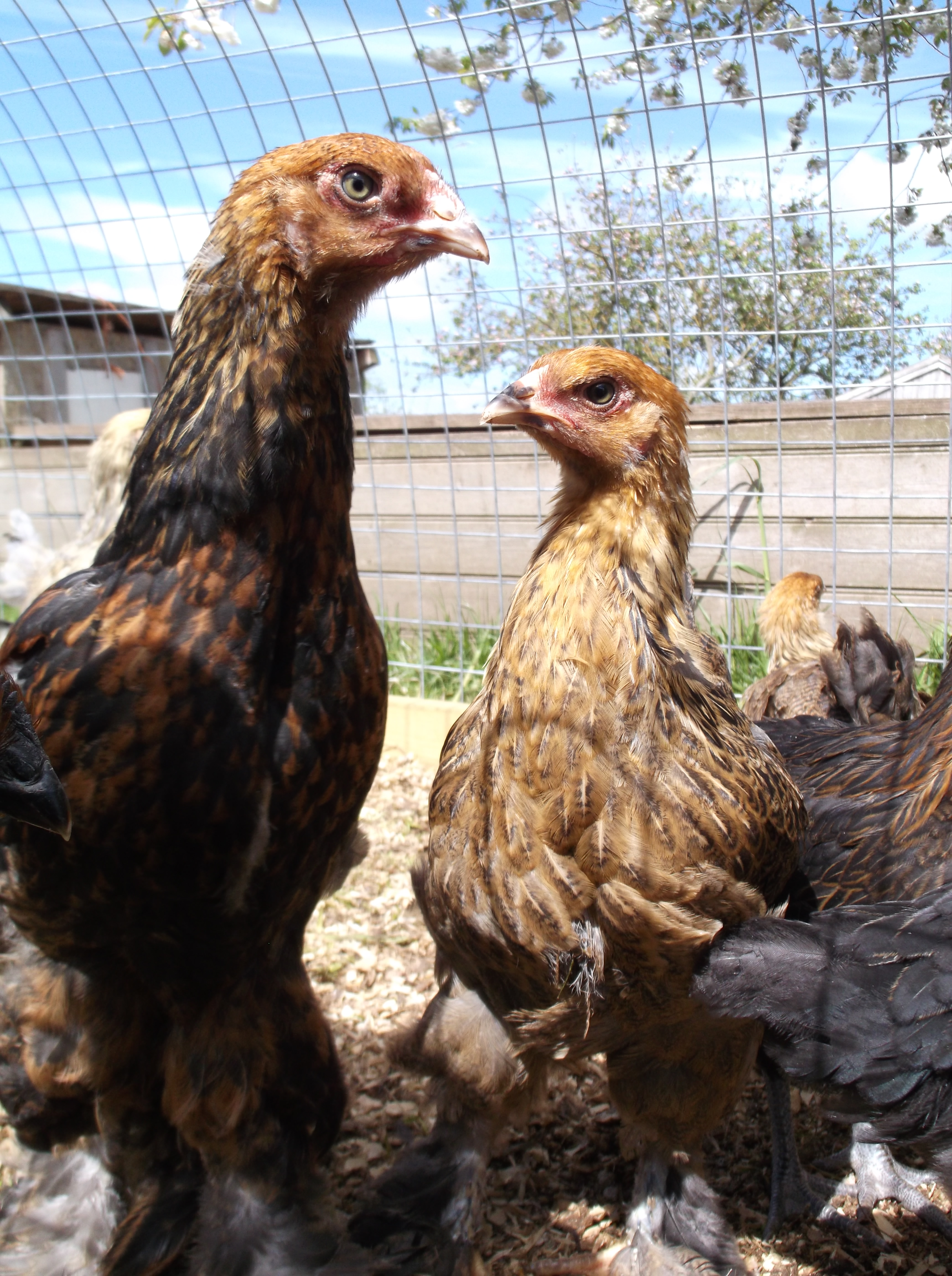 Gold Partridge Brahmas, 3 months old.