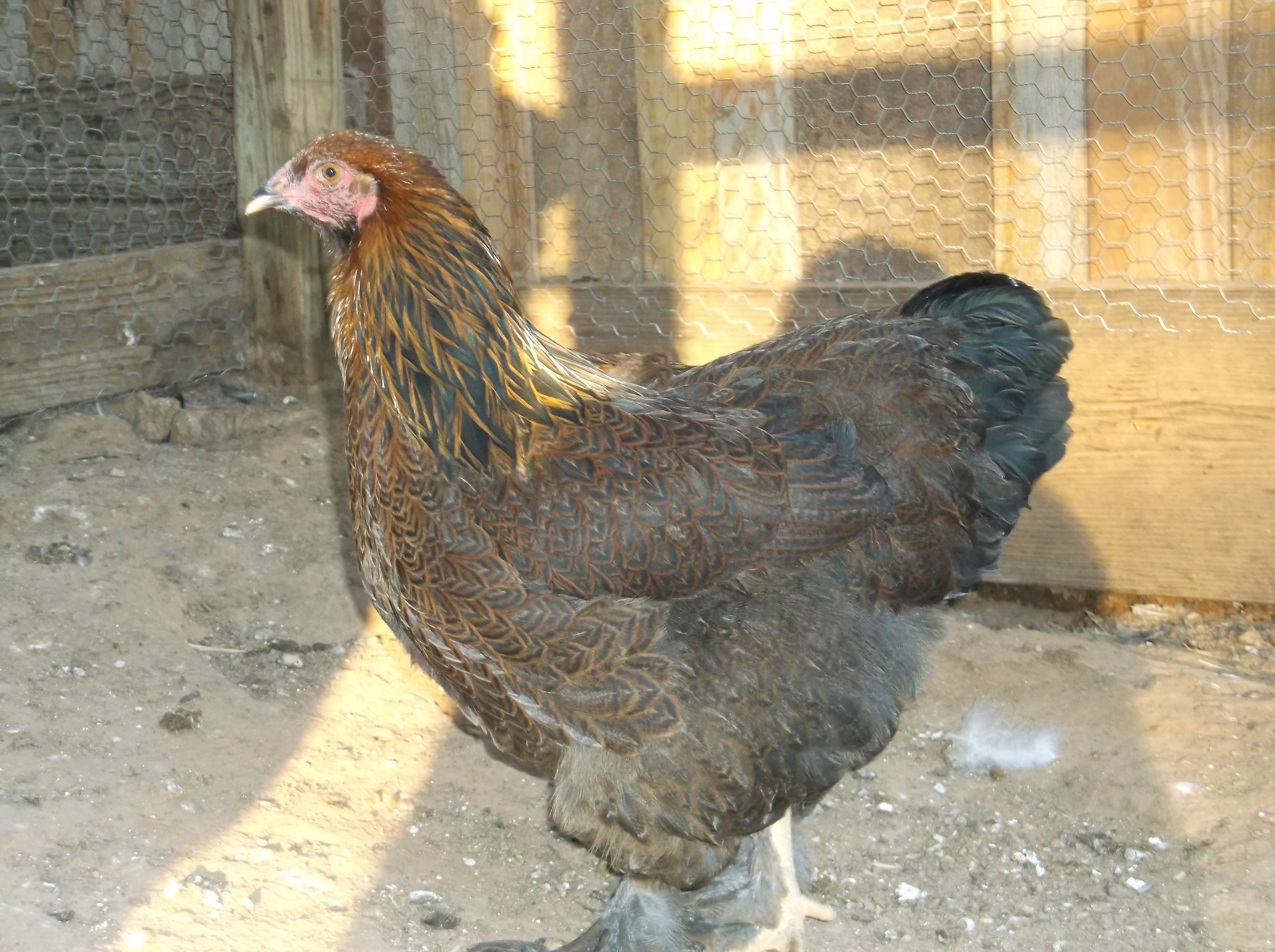 Gold Partridge pullet