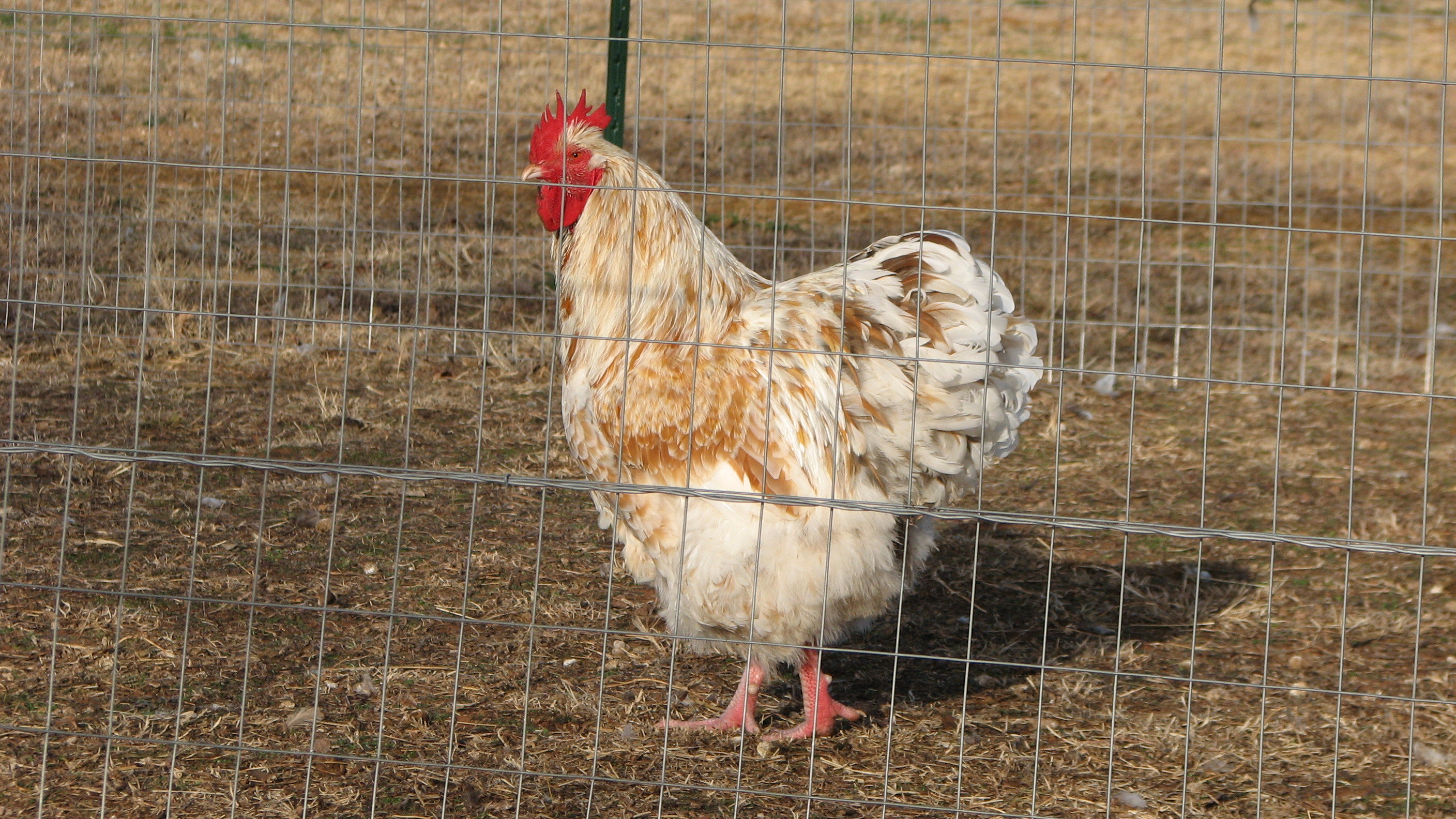 Gold white laced rooster