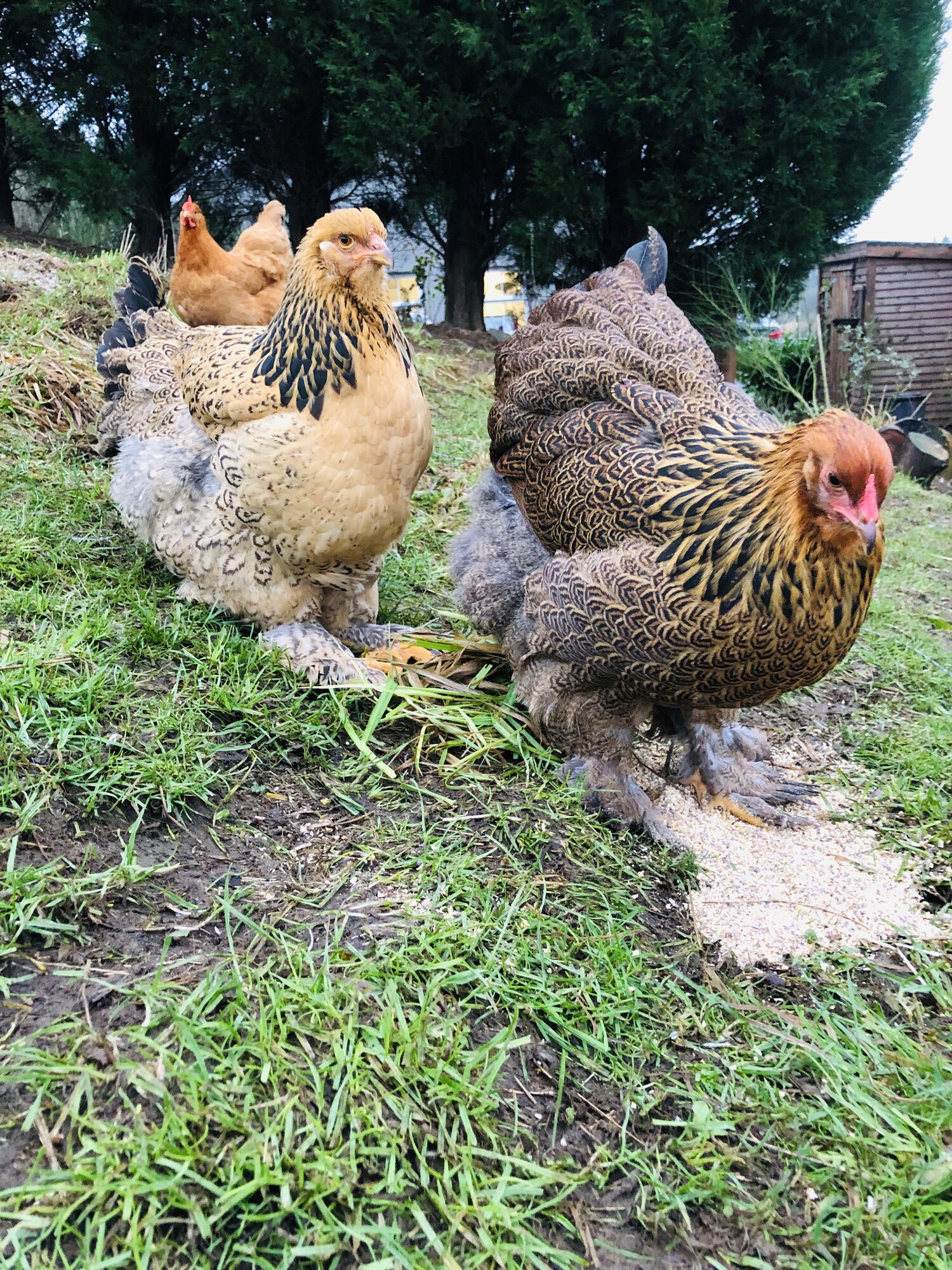 Golden and buff Brahma pullets