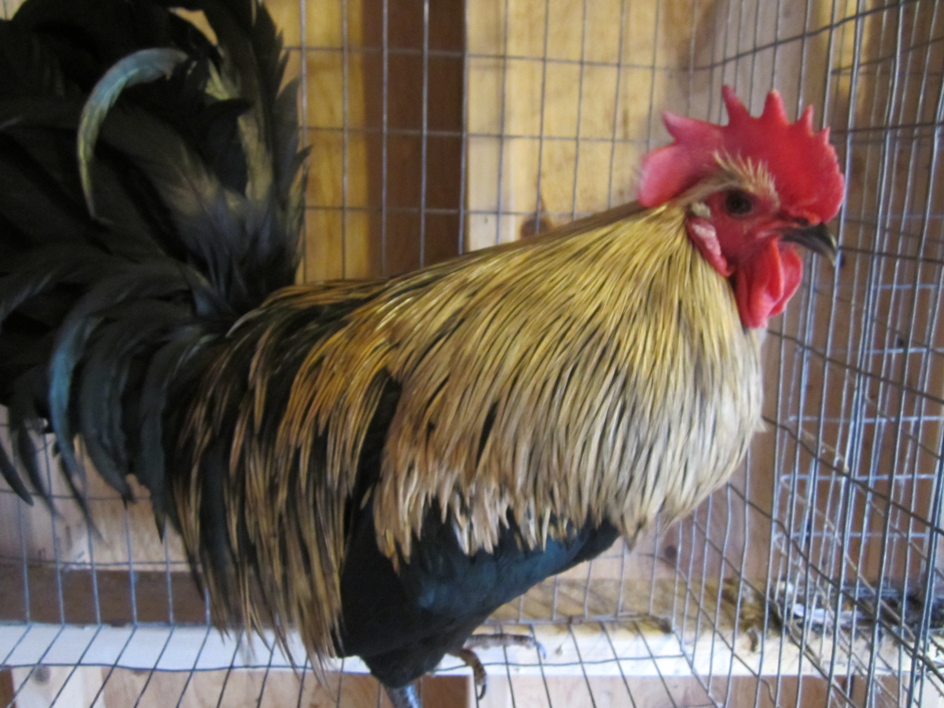 Golden Badger Genetic Hackle Bird -  11 months - A slow grower - Beautiful Cape but the saddle needs a little more time