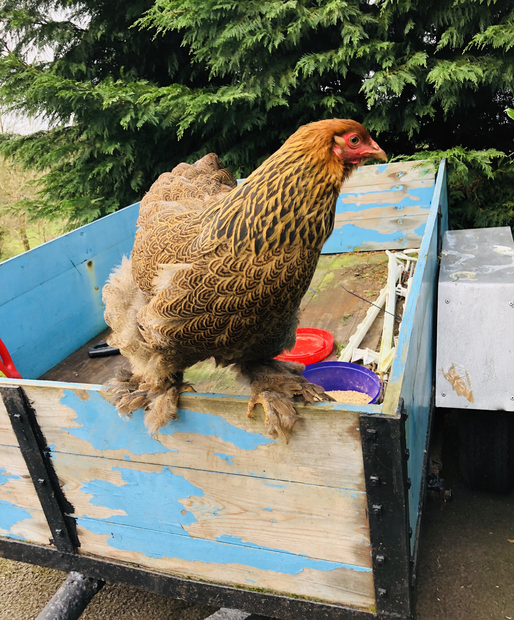Golden Brahma hen