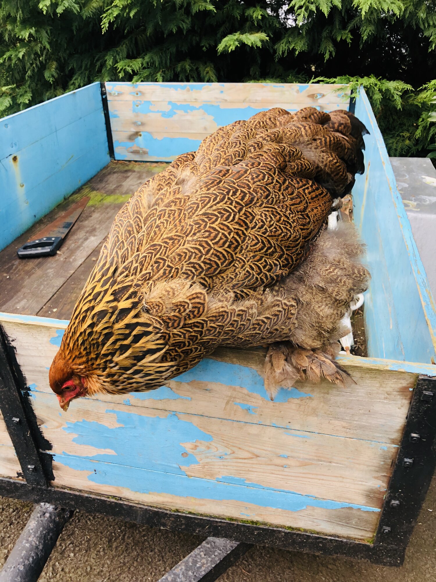 Golden Brahma hen