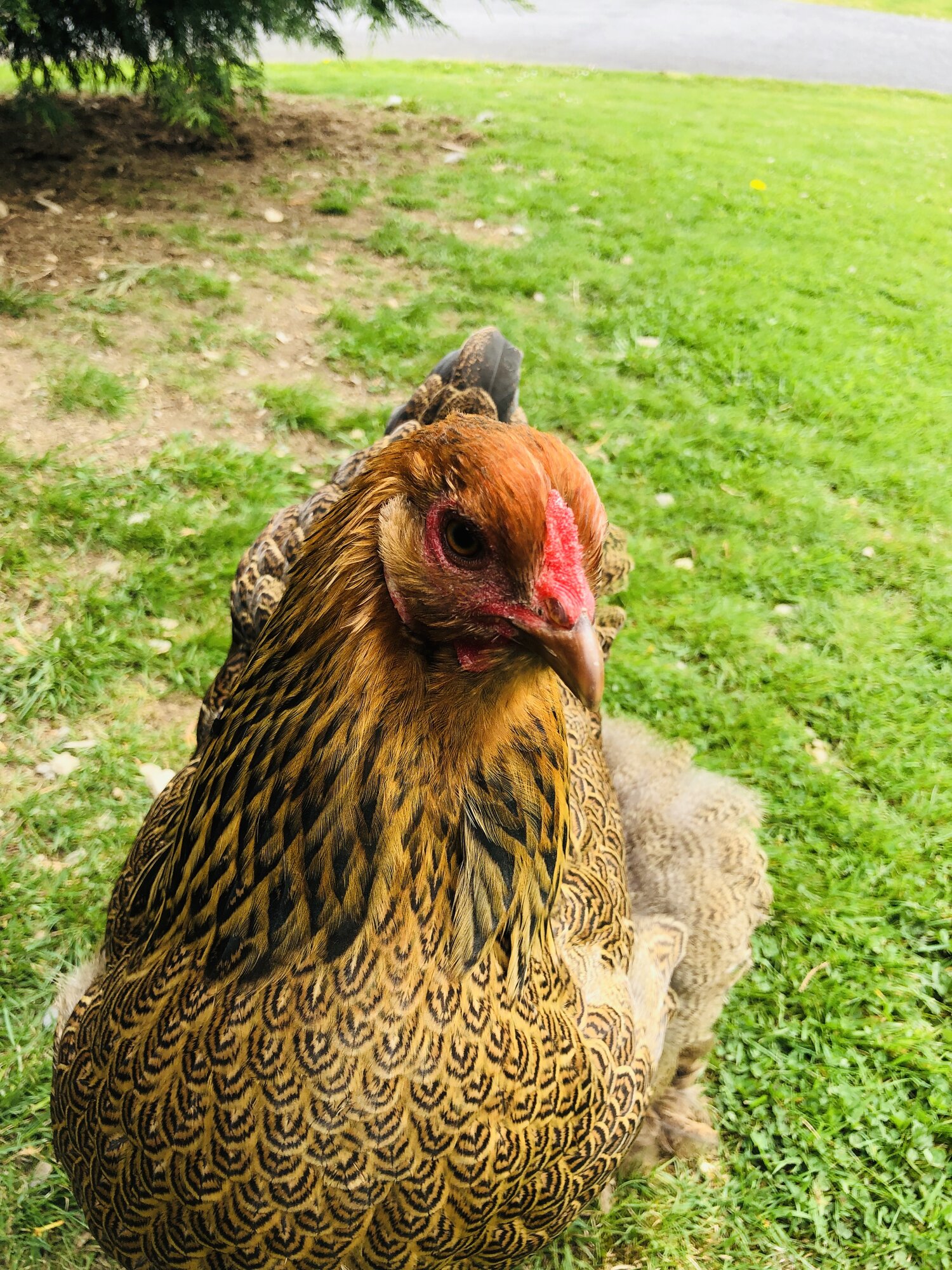 Golden Brahma hen