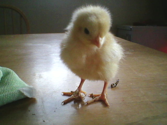 Golden Buff 7 days old. No name yet