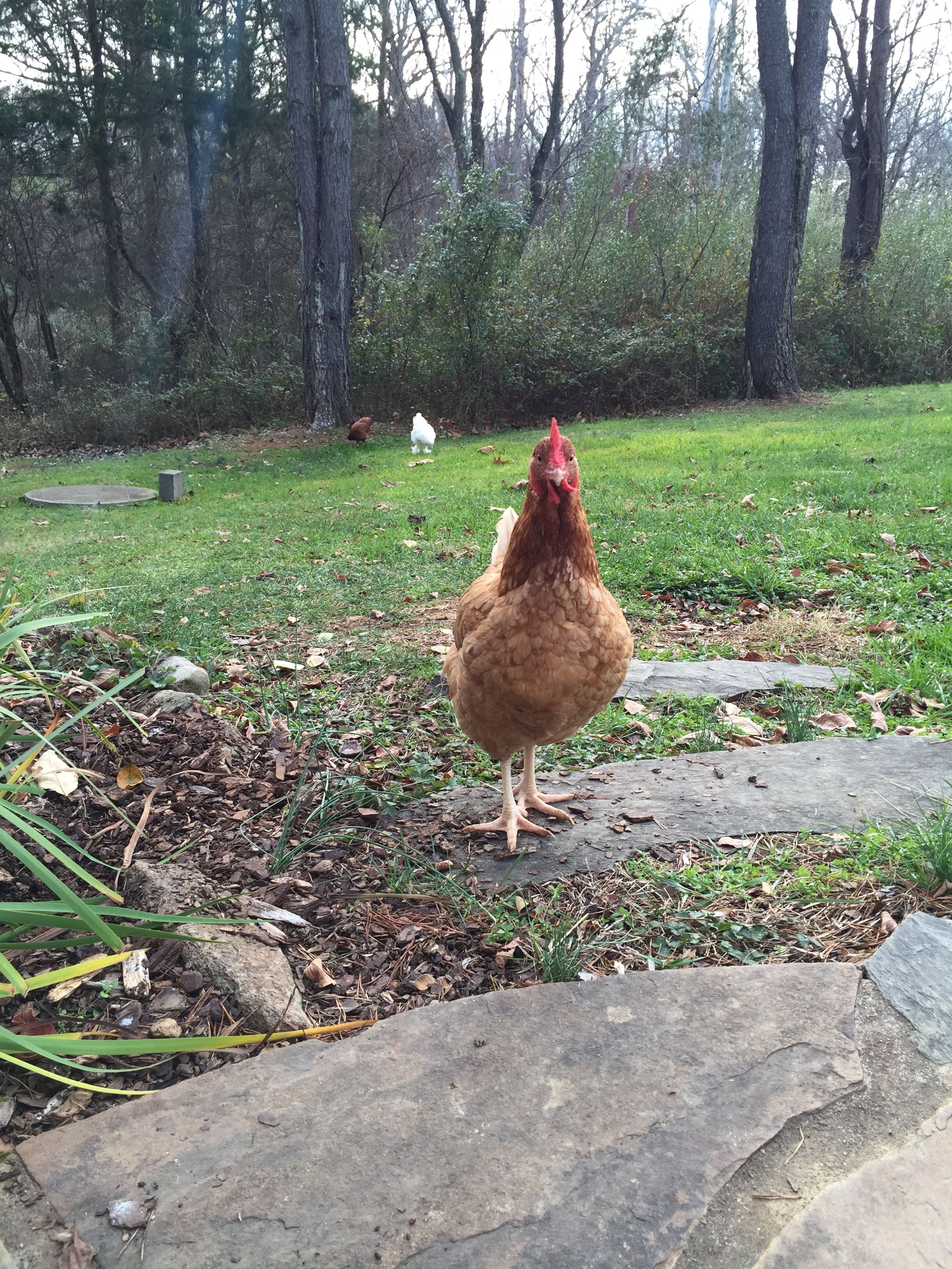Golden Buff - Pullet 22 weeks "Candy"