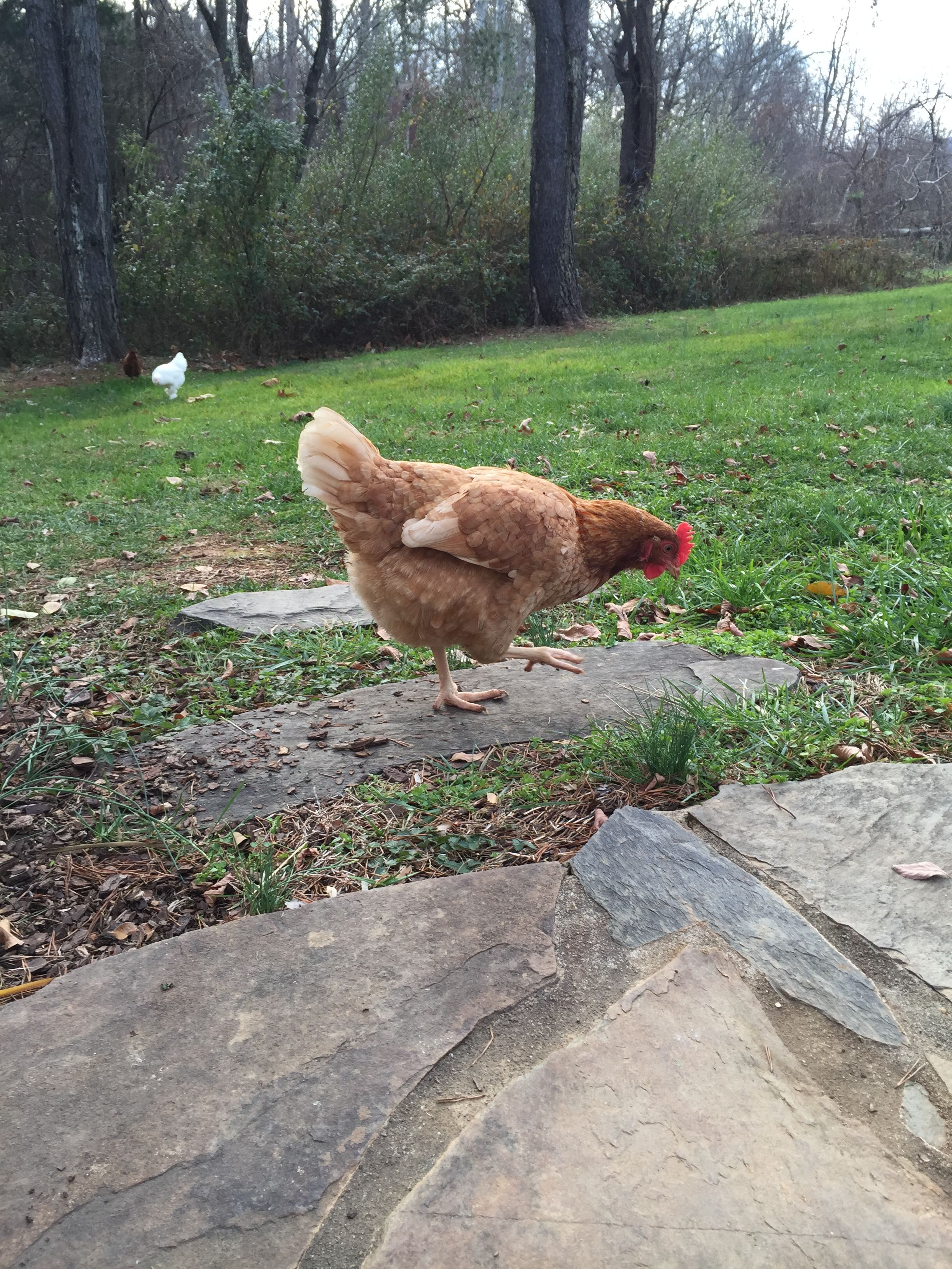 Golden Buff - Pullet 22 Weeks  "Candy"