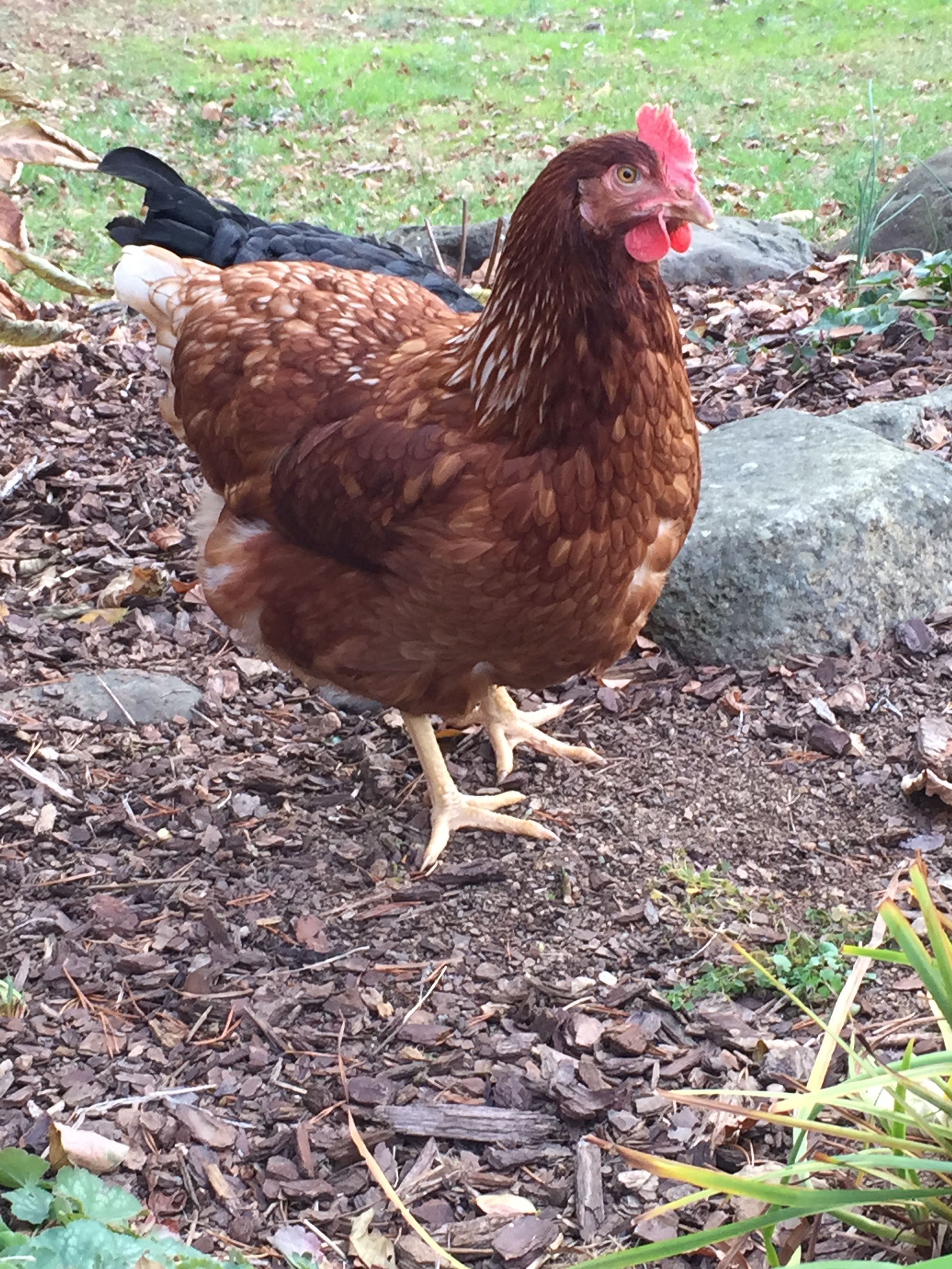 Golden Buff - Pullet 22 Weeks "Hilda"