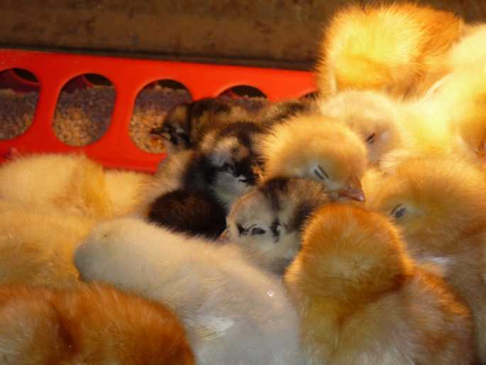 Golden Buffs and Blue Andalusians, straight run from Meyer Hatchery, just after setting in the brooder.
