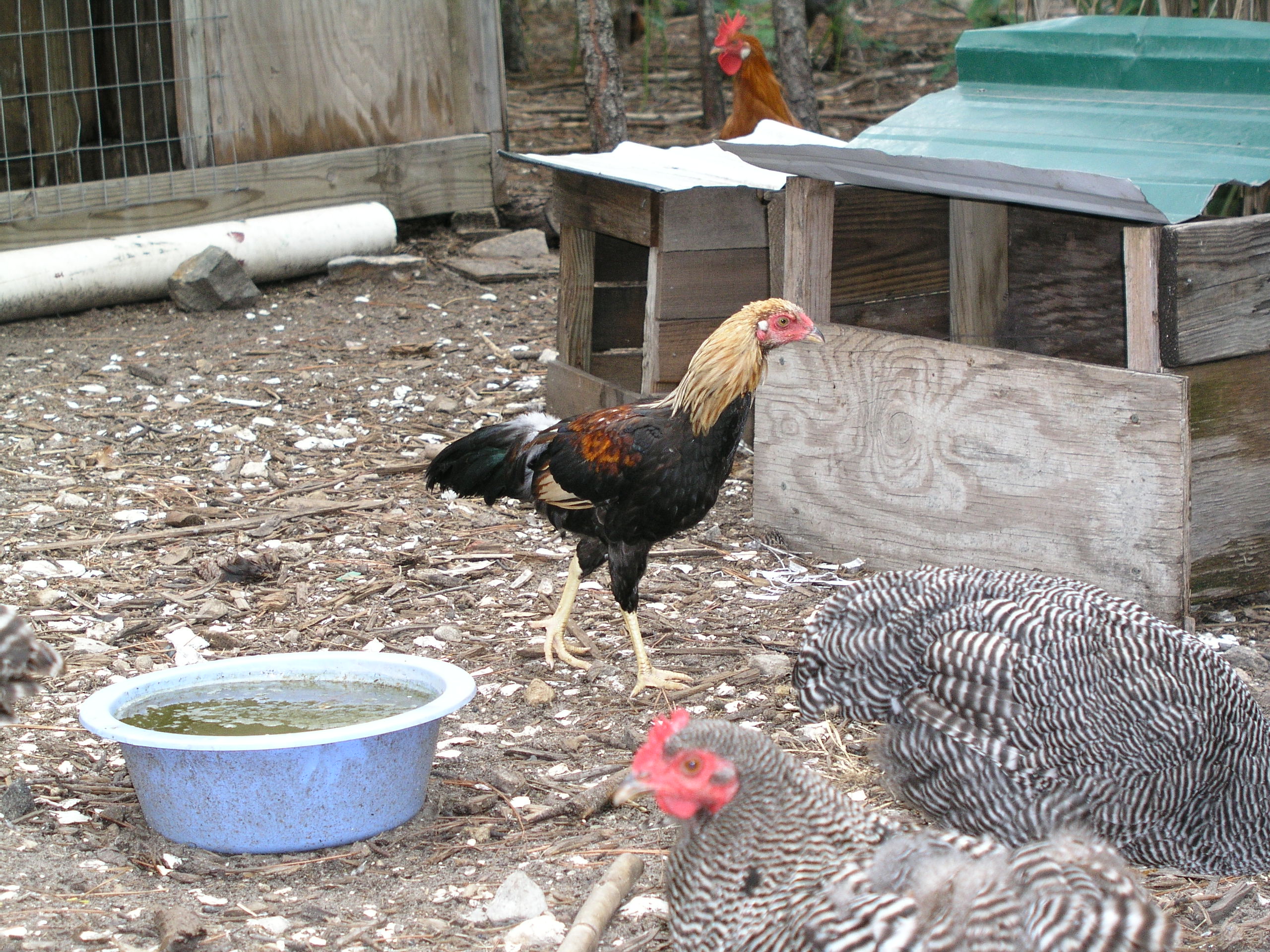 golden cockerel