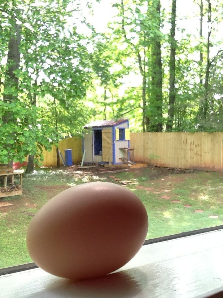 Golden comet " bobby" 5 mths old, first egg!