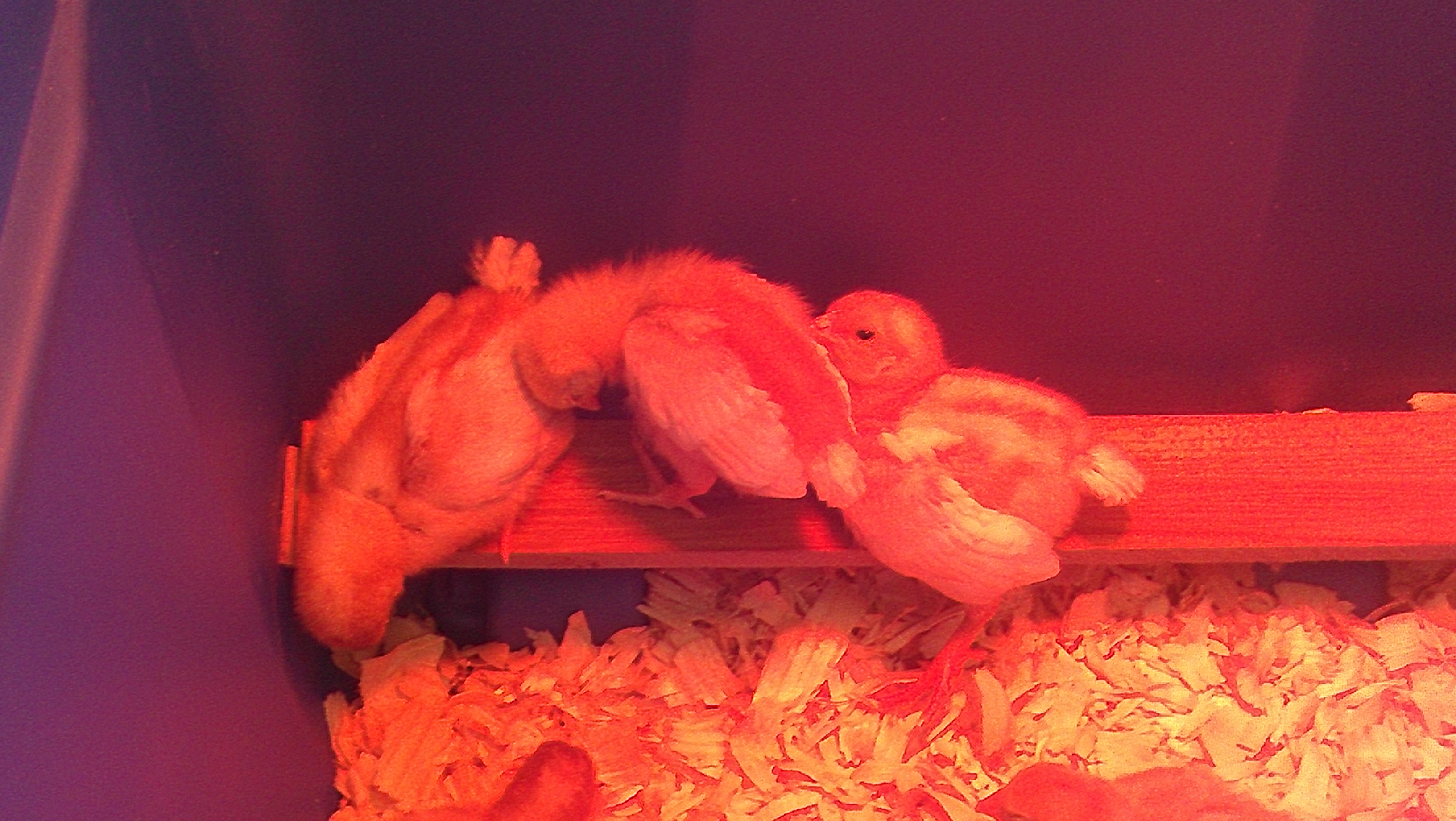 Golden Comet Chicks under red brooder light

Chicks sleep weird