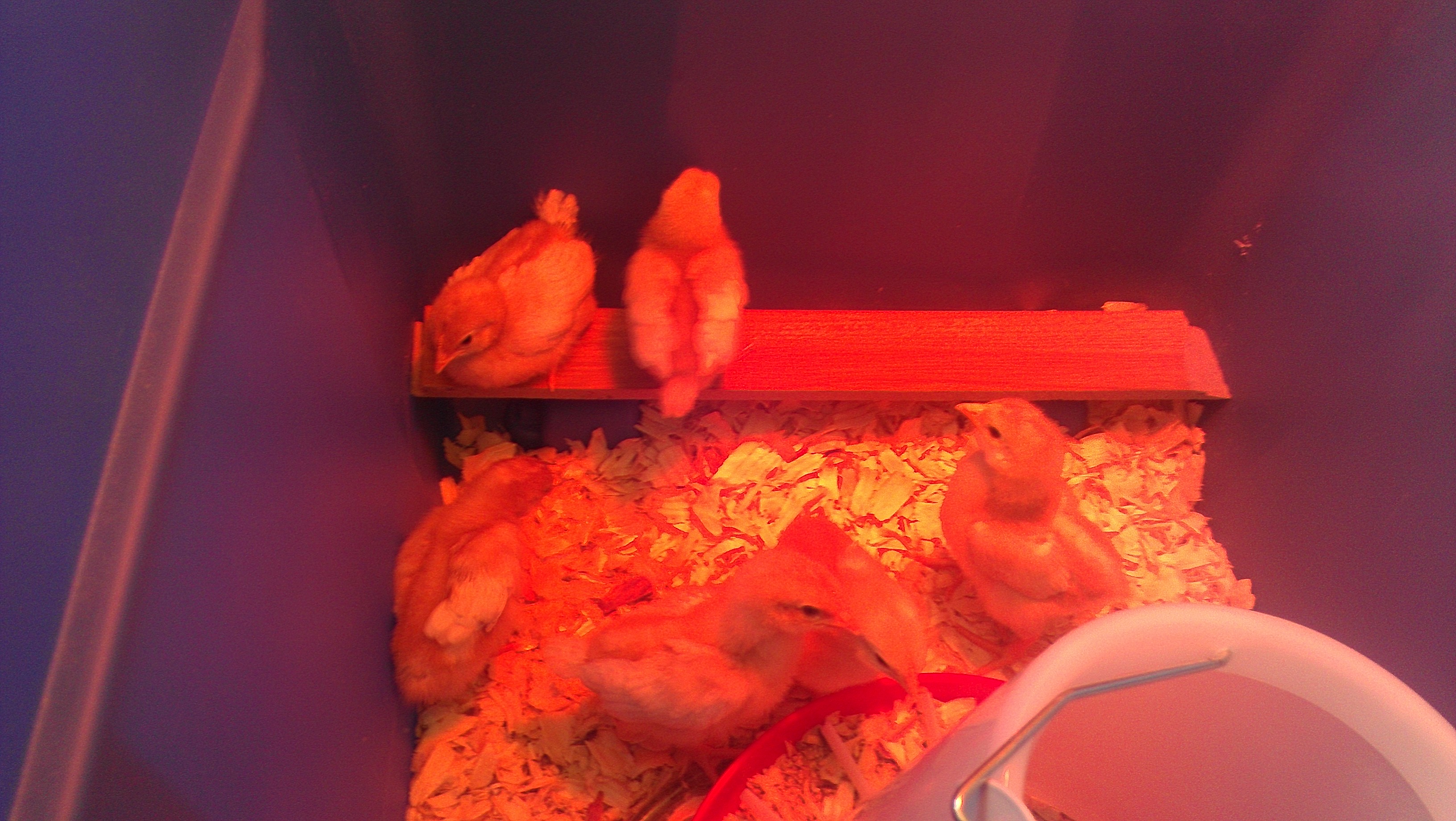 Golden Comet Chicks under red brooder light