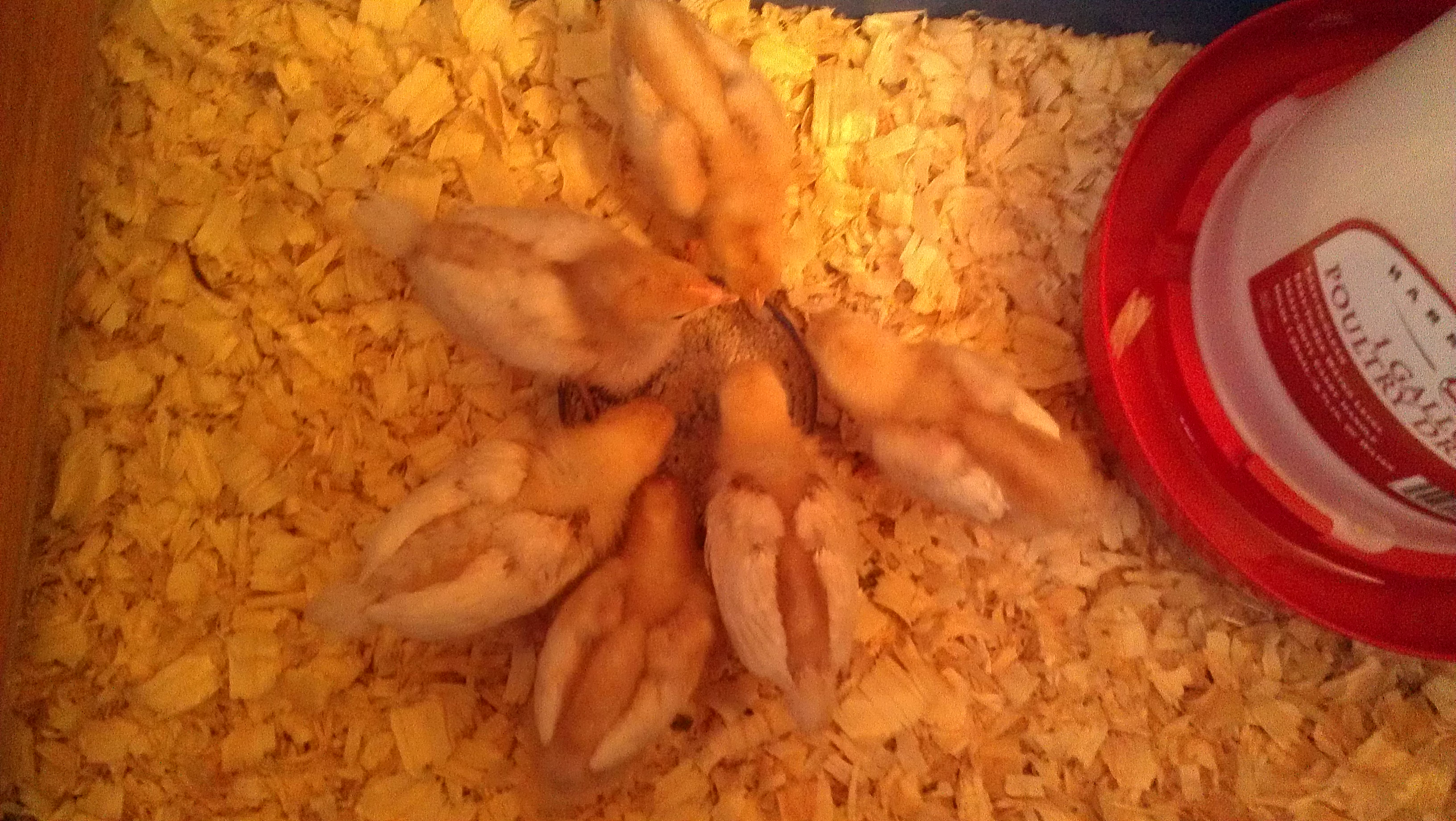 Golden Comet Chicks