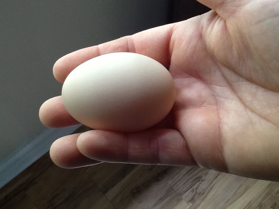 Golden comet from ideal poultry...only 5 months old...first egg,