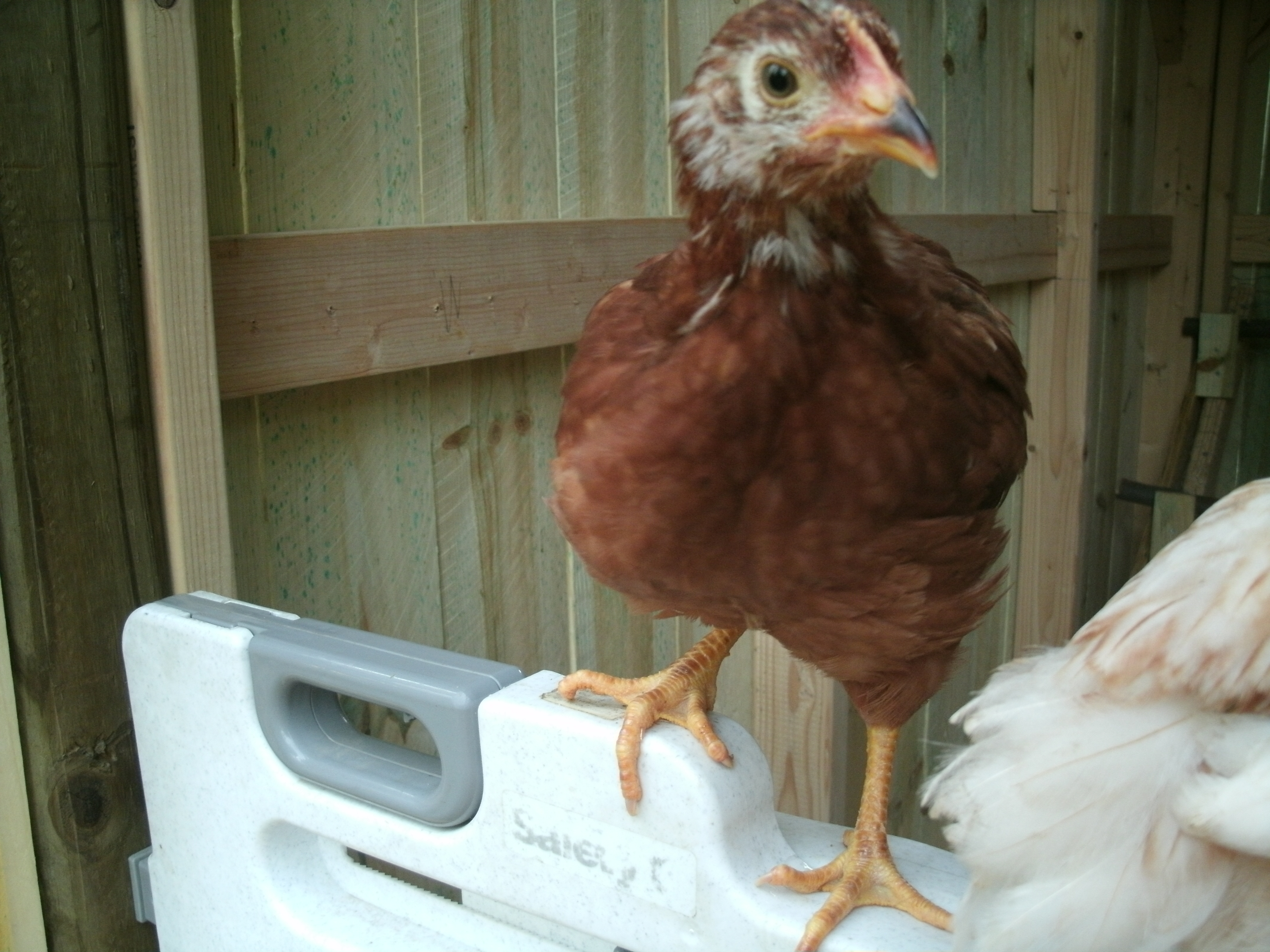 Golden Comet Month and a half old

Ella (Cinderella)
