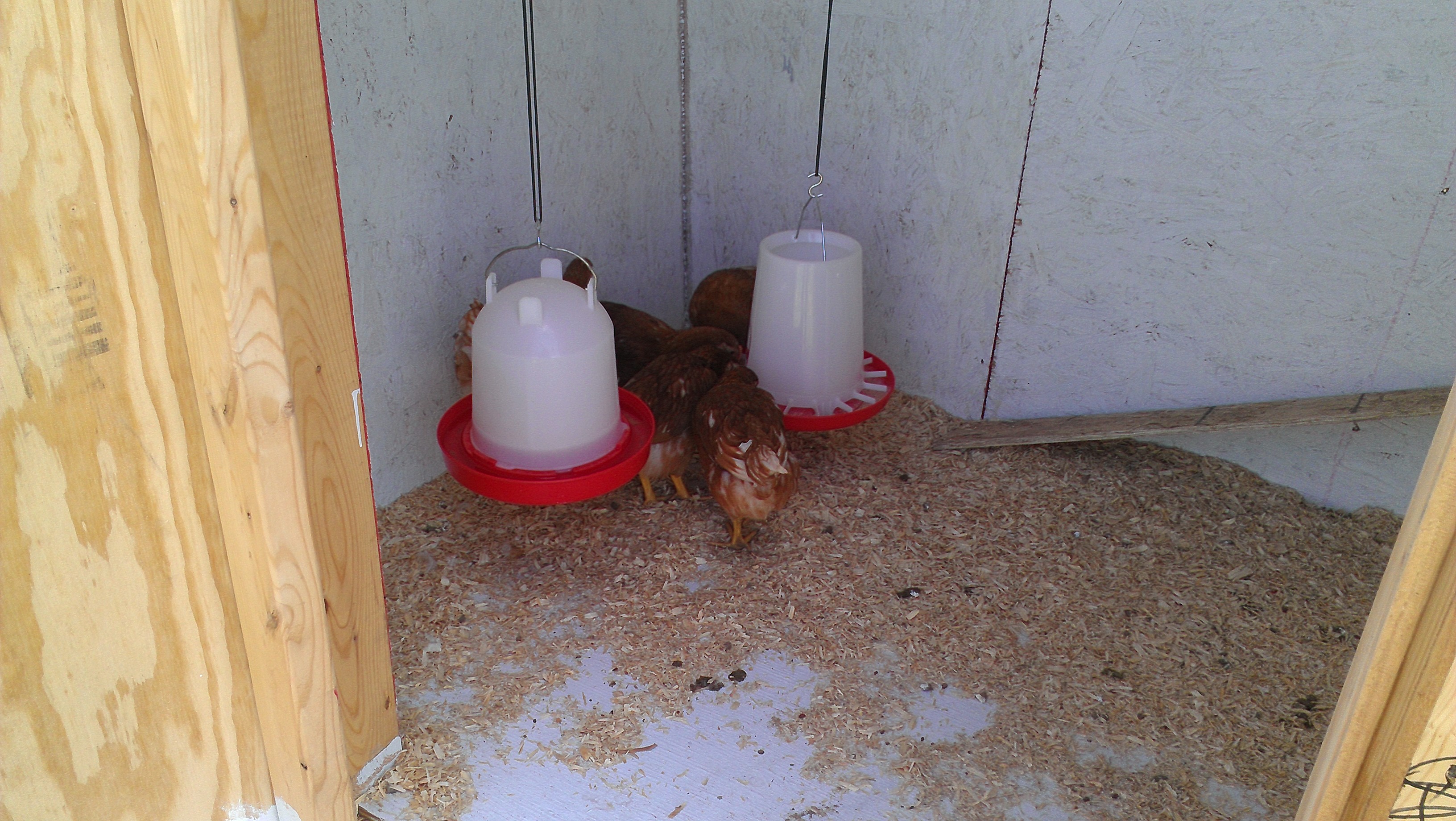 Golden Comet Pullets

Coop Grub Station