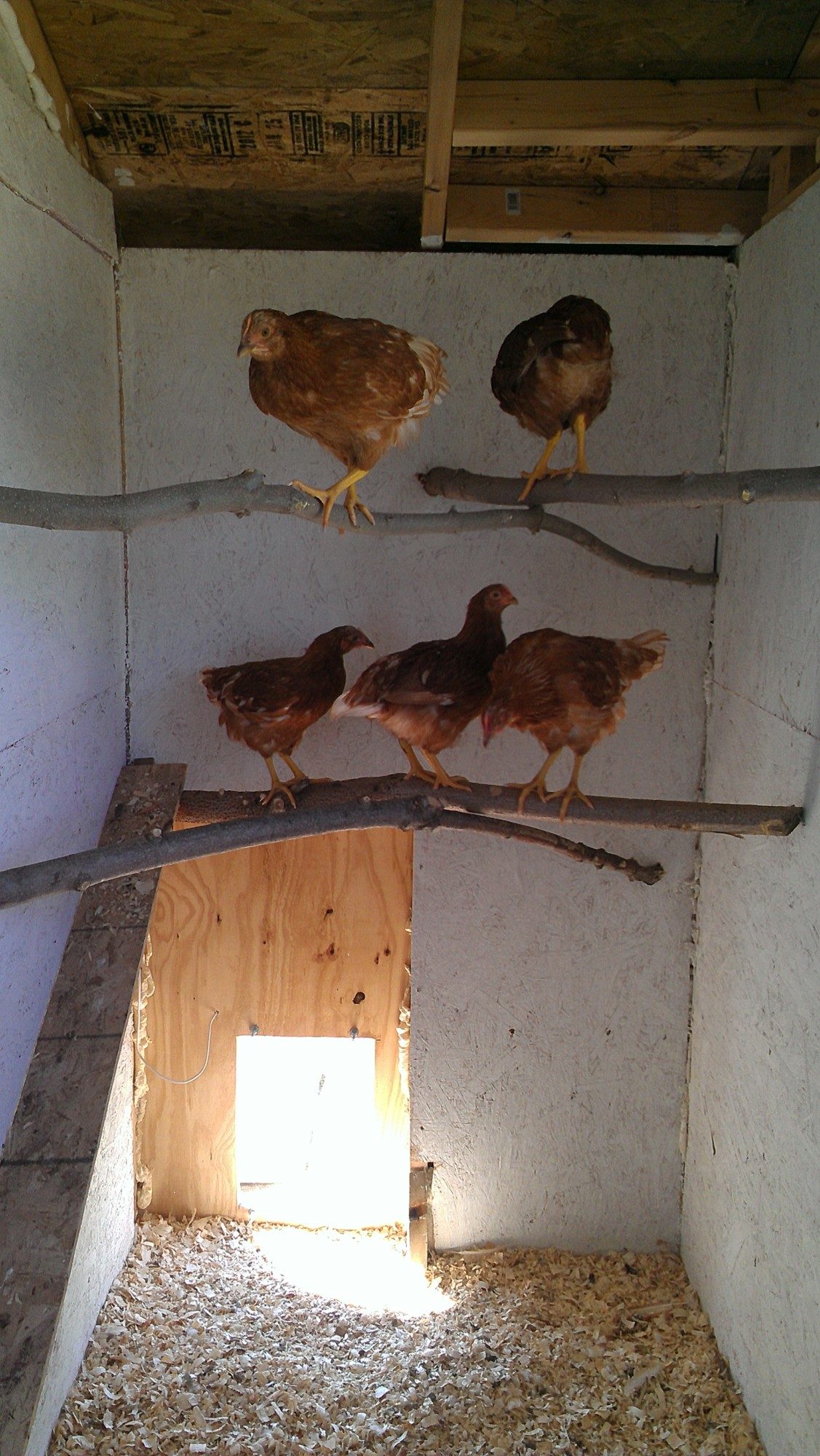 Golden Comet Pullets

In coop